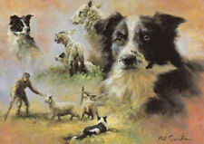 Border collie note for sale  Alva