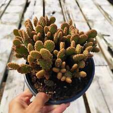 Opuntia rufida minima for sale  Morgan Hill