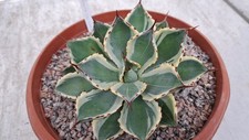 Agave potatorum kitsusyokan for sale  MANCHESTER