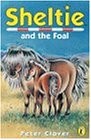 Sheltie sheltie foal for sale  UK