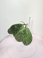 Heavenly hoya hoya usato Heavenly hoya hoya usato  Spedire a Italy