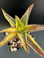 Aloe nobilis variegated for sale  Marana