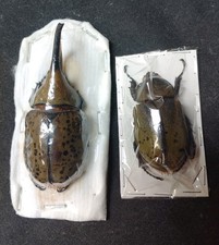 Dynastes hyllus gigante usato  Spedire a Italy