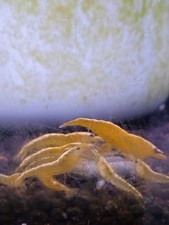 Lot crevettes yellow d'occasion  Arcachon