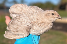 Rainbow coturnix quail for sale  Indiantown