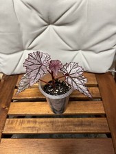 Begonia ashura live for sale  Santa Clara