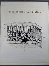 Mural botânico vintage gráfico de parede seção transversal de uma estrutura de folha funções comprar usado  Enviando para Brazil