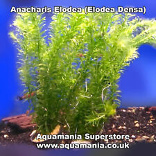 Elodea densa tropical for sale  BLACKBURN