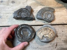 Fossil bundle yorkshire for sale  LINCOLN