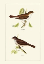 Nightingale blackcap 1981 for sale  COLEFORD