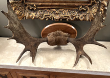 Vtg. alaska bull for sale  Wadena