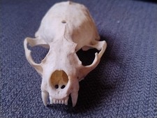 Real scull european for sale  CAMBORNE