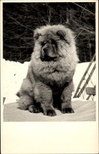 Foto chow chow gebraucht kaufen  Berlin