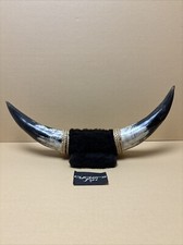 Polished mounted steer for sale  Paramount