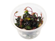 Bucephalandra serimbu brown gebraucht kaufen  Berlin