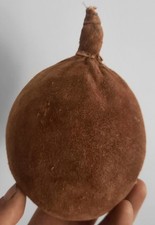 Curiosité taxidermie coquilla d'occasion  Montpellier-