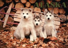 Siberian huskies puppies for sale  Chesapeake