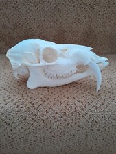 Taxidermy skeletons bones for sale  SAXMUNDHAM