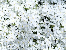 Live white creeping for sale  USA