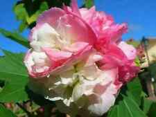Hibiscus mutabilis ibisco usato  Trappeto