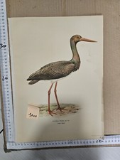 Stampa antica primi usato  Viterbo