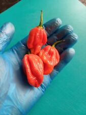 Trinidad scorpion extremely for sale  THORNTON HEATH