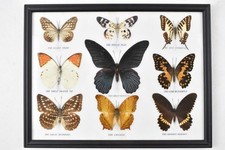 vintage framed butterflies for sale vintage framed butterflies for sale NORTHAMPTON
