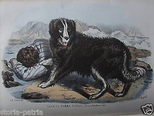 Cane terranova bellissima usato Cane terranova bellissima usato  Italia