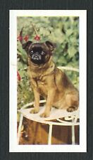 Brussels griffon 1961 for sale  COLEFORD