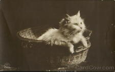 Rppc cat basket for sale  Harvard