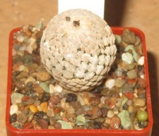 Turbinicarpus pelecyphora vald usato  Spedire a Italy