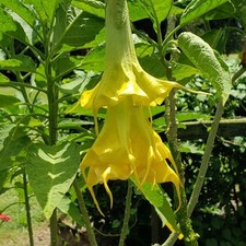 Wiehler gold brugmansia for sale  Wauchula