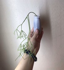 Rhipsalis lovely whimsical for sale  Roanoke