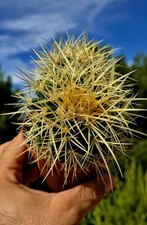 Echinocactus grusonii dicotomi usato  Massafra