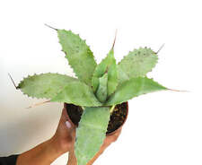 agave ovatifolia usato agave ovatifolia usato Napoli