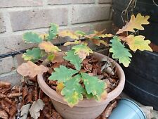Oak tree saplings for sale  ANDOVER