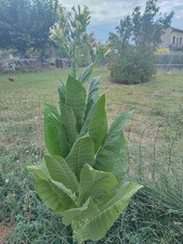 5000 graines tabac d'occasion  Sarrians