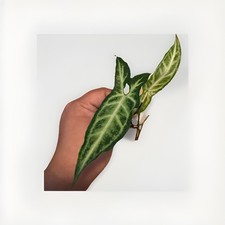 Lush arrowhead plant for sale  Venice