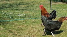 Bruteier reinrassigen maran gebraucht kaufen  Kötzting