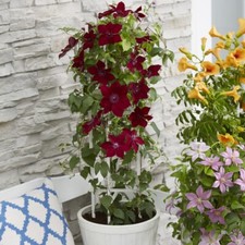 Clematis nubia potted for sale  IPSWICH