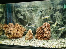 Aquarium 112 liter gebraucht kaufen  Bopfingen