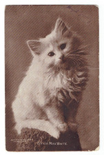 Little miss white for sale  Grapevine