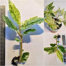 Pellionia repens variegata for sale  RAMSGATE