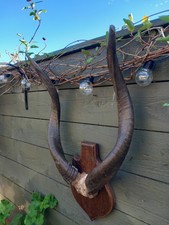 Taxidermy horns skull for sale Taxidermy horns skull for sale  BILLINGHAM