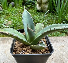 Agave titanota own usato  Valdastico