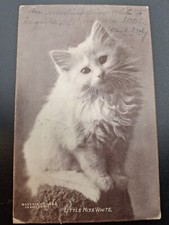 Cat kitten postcard for sale  Bethel