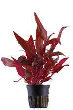 Alternanthera reineckii pink gebraucht kaufen  Püttlingen