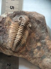 Eodalmanitina macrophtalma d'occasion  Châteaubriant