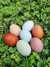 Easter egger dozen for sale  Holtwood