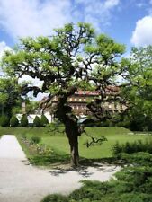 Acacia del giappone usato  Valmacca